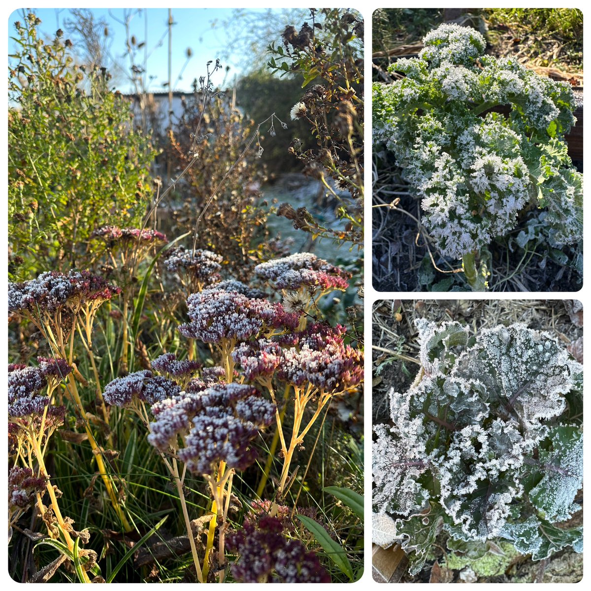 Garten_Berlin's tweet image. So schön glitzert heute der Frost im Kleingarten. #Pankow