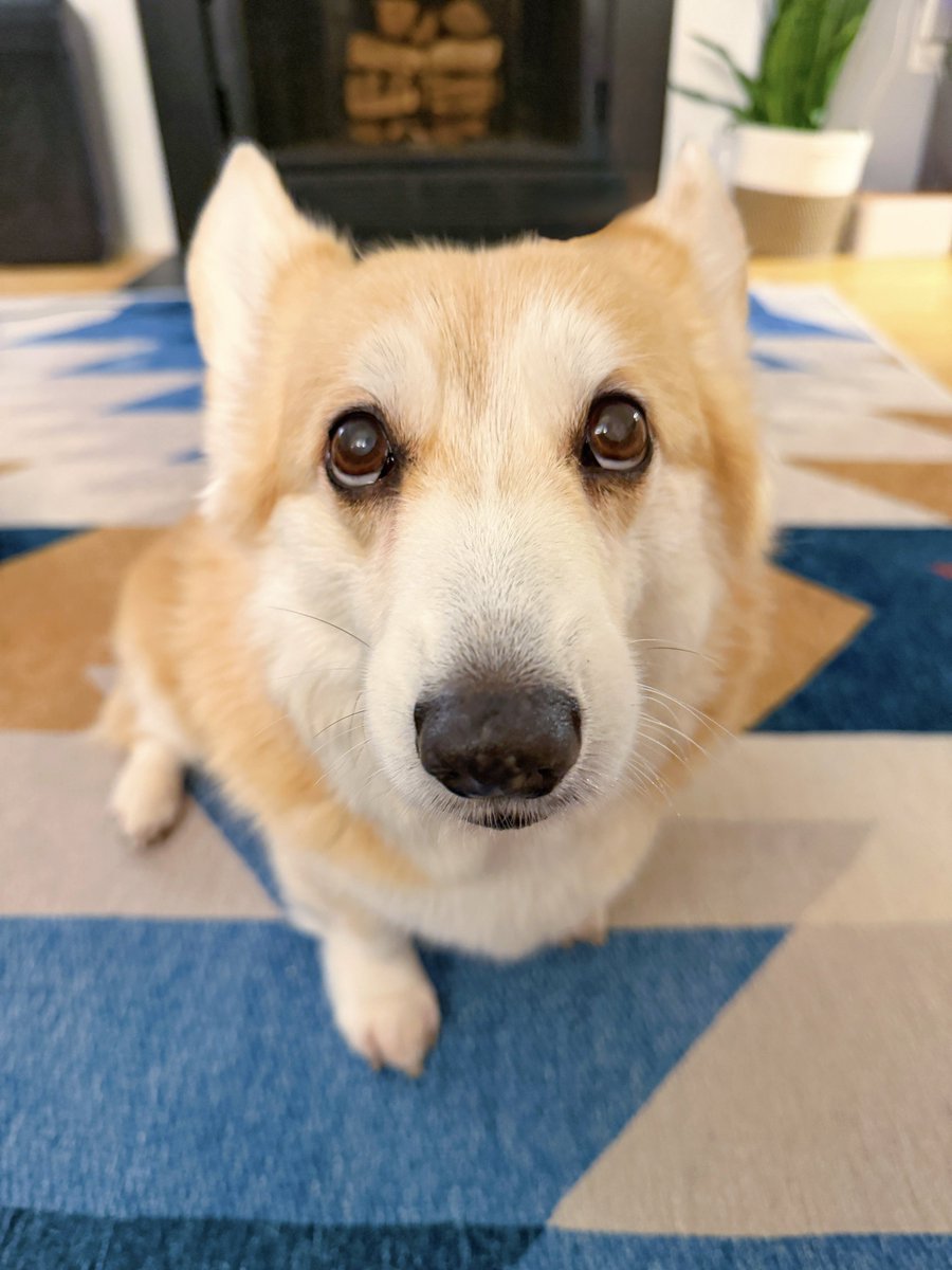 LiloTheCorgi's tweet image. Hi, my name is Lilo, and will you please give me a boop and be my friend? 🥺 I’m collecting boops from all over 🌎 Maybe if I beat the world record for boops, I’ll get extra treats ❤️ #Corgi #Corgicrew #Boopthesnoot #Boops4Lilo