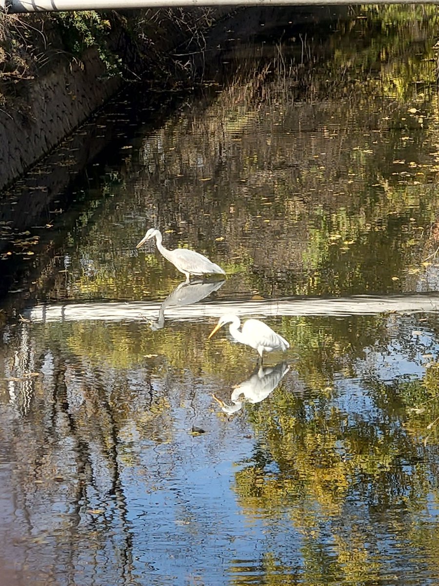 yamabiko1208's tweet image. 白鷺、青鷺。
なかなか近くでは撮影出来ず。
越谷レイクタウン手打ちそば麦塚やまびこは明日も２１時迄営業予定。よろしくお願いいたします🙇#越谷レイクタウン
#やまびこ　#ランチ