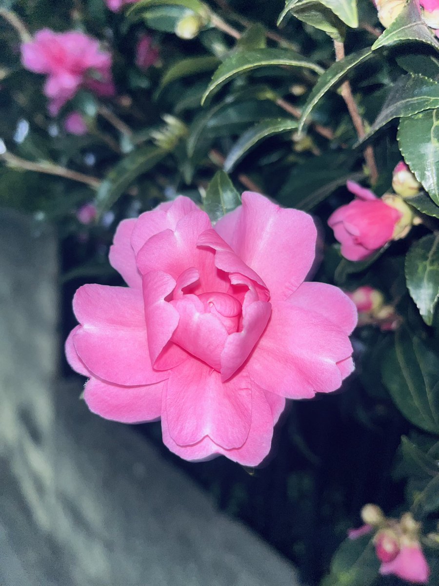 cucumber_man551's tweet image. サザンカ
花言葉は「永遠の愛」「理想の恋」など。