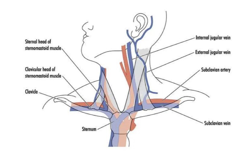 Boynunuzu sağa ve sola döndürmek, beyindeki toksik atıkların atılmasını sağlayarak daha iyi hissetmeyi ve daha iyi görünmeyi sağlayabilir.

- tamamen sağa bak, normal hale dön
sola doğru bak, normal hale dön

3 kez tekrarlayın.

Beyin atıklardan arındıkça ruh halinizde,