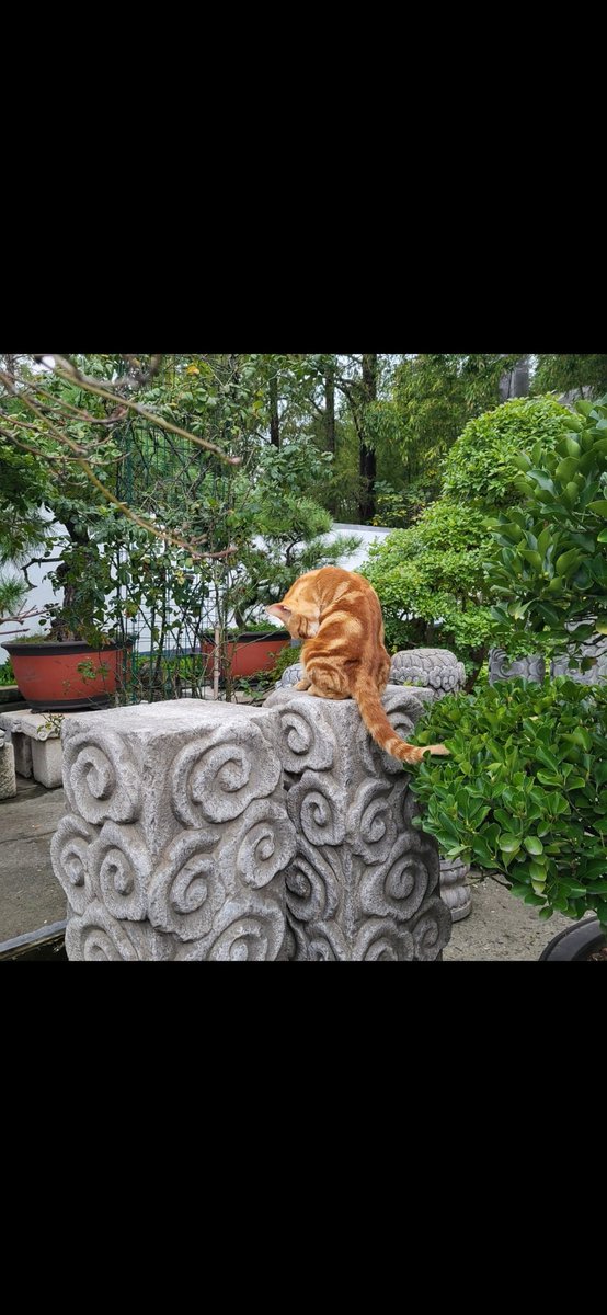 PatAndDispatch's tweet photo. not my cat https://t.co/WCQO1pFr0s