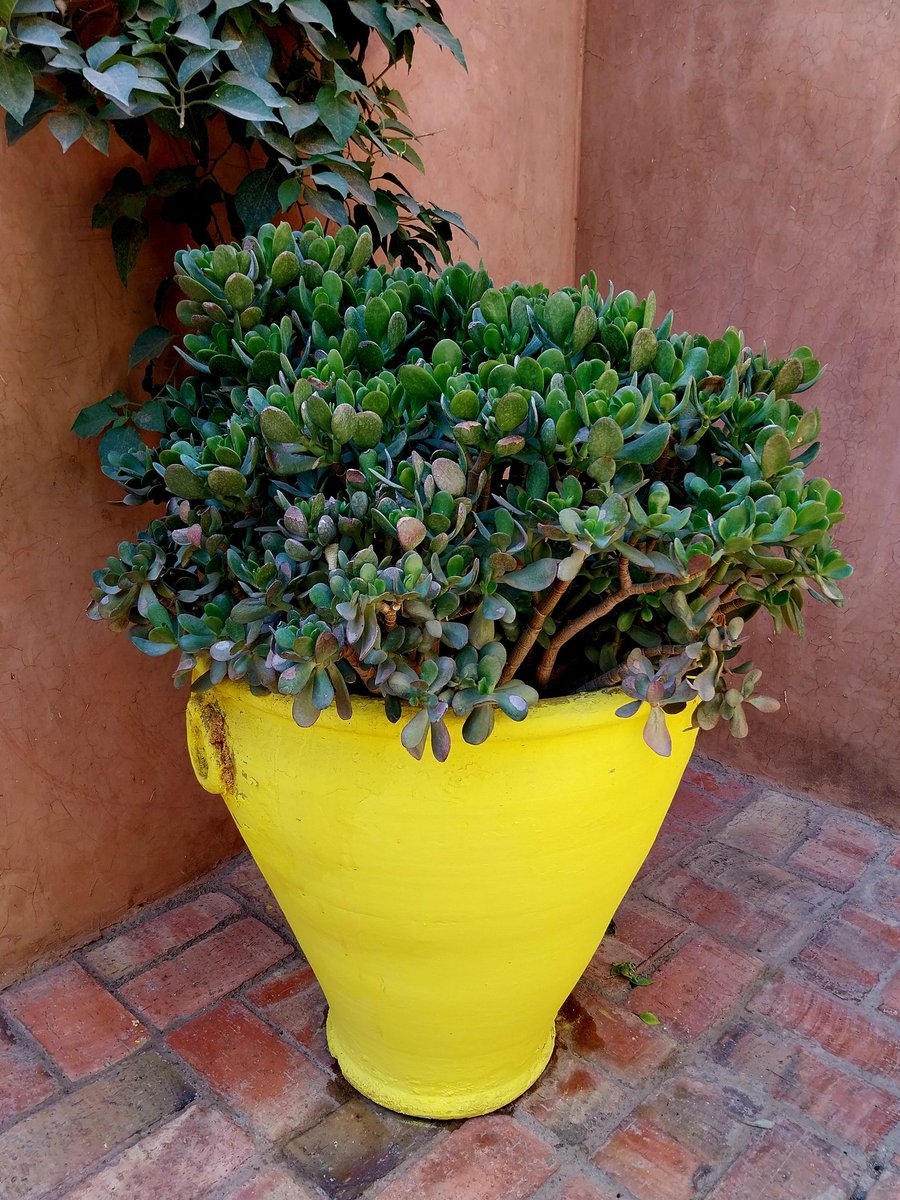 Sian_Rowland's tweet image. I don&apos;t come here often and suddenly #postboxsaturday is full of spam but if there are any humans out there, this is a Moroccan postbox snapped outside the YSL home in Marrakech last week plus some bonus pics @letterappsoc
