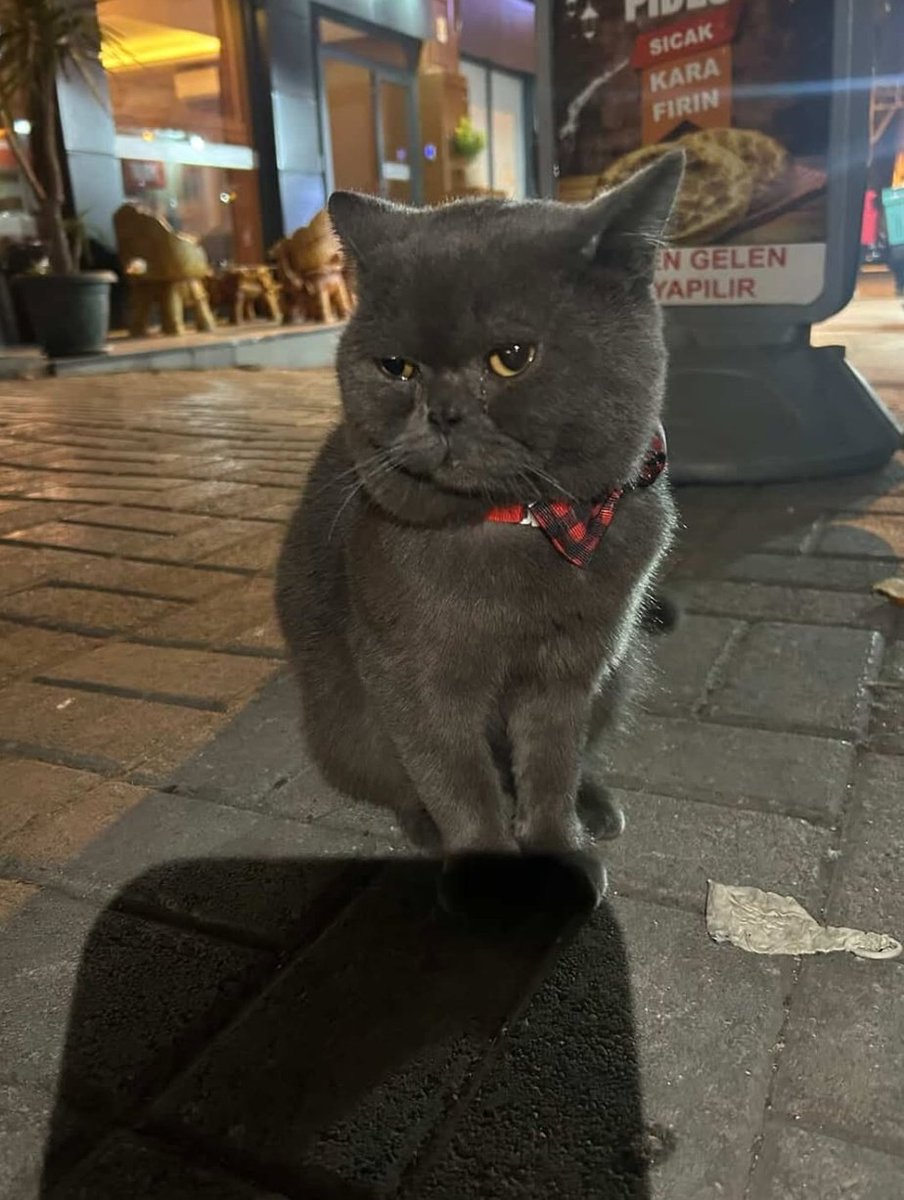 Sokağa atılmış bu evlat. Şuan esnaf bakıyormuş acil yuva araniyor. Kisir degil erkek bu soğuk havalarda dışarısı ona göre değil lütfen yuva bulalım. 
Takip ve kisirlaştırma şartıyla 
İletişim 05422251107