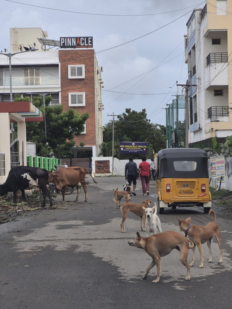 Chennai streets are increasingly being taken over by stray dogs and cattle
#streetdogs #Chennai
