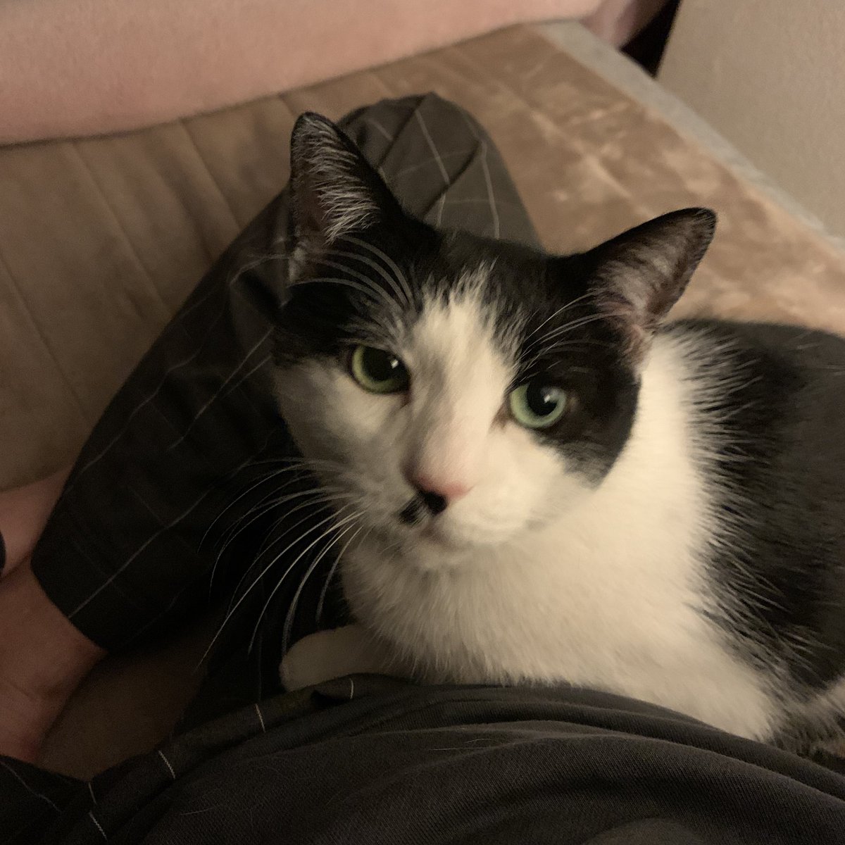 69_revenge's tweet image. リベンジ、アルバム曲の通しリハ終い。
その後、当日のセッション用の曲をレギュラーチューニングで歌うのは喉からっから💦あとは当日合わせで。
12月6日タイトロープでお待ちしてます！

帰宅後、最近のアンちゃんはふみふみしてからお股でなく半身で寝ようとします🐈‍⬛w

では良い週末を🌙