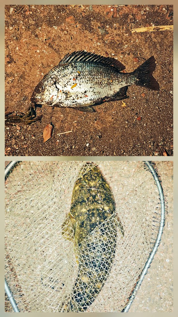 小さいけど！
ほ、本命...

あと色々あってランディング
まごまご...
まごちごめん...