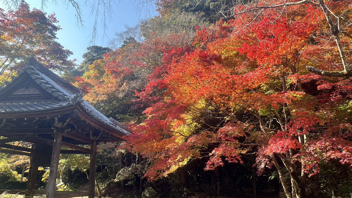 satsuki_otutuki's tweet image. たまには、縦じゃなく
横の写真📸
今年のもみじは、染まり具合が
見極め難しい💦

📍勝持寺  花の寺 KYOTO

紅葉🍁狩り〜。