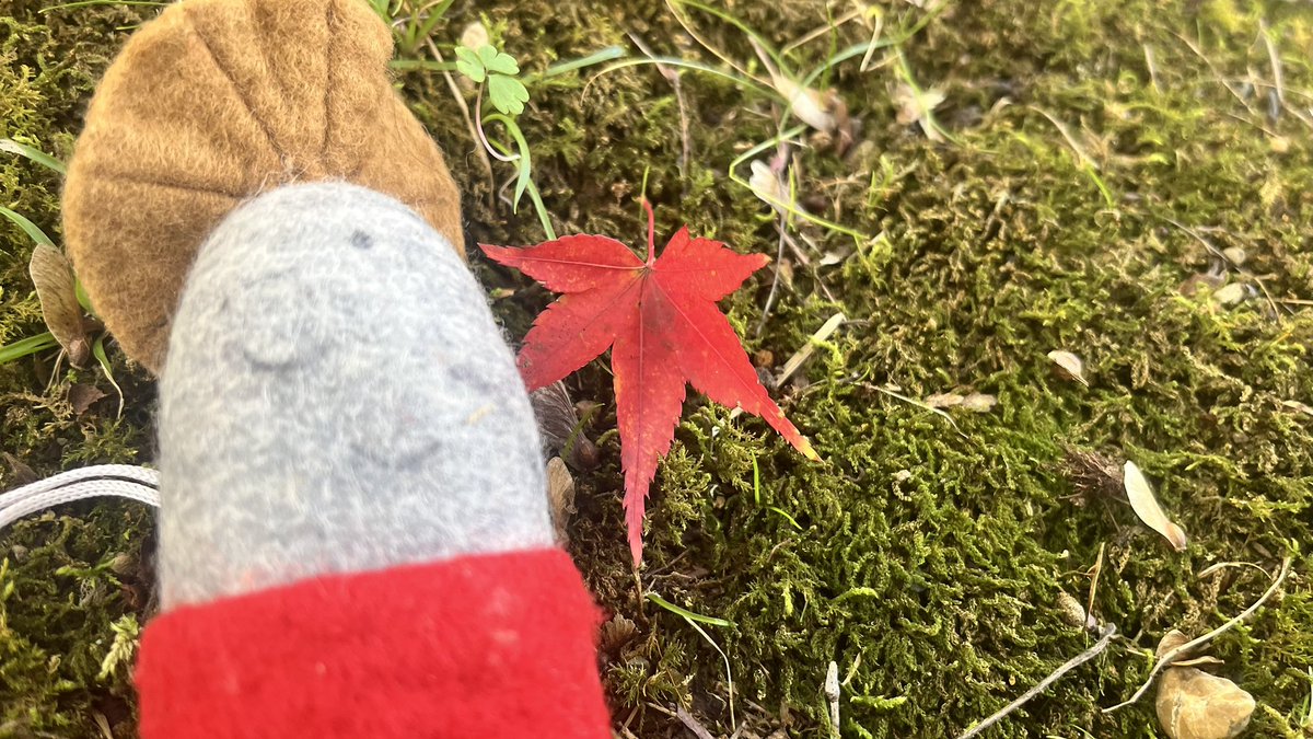 satsuki_otutuki's tweet image. たまには、縦じゃなく
横の写真📸
今年のもみじは、染まり具合が
見極め難しい💦

📍勝持寺  花の寺 KYOTO

紅葉🍁狩り〜。