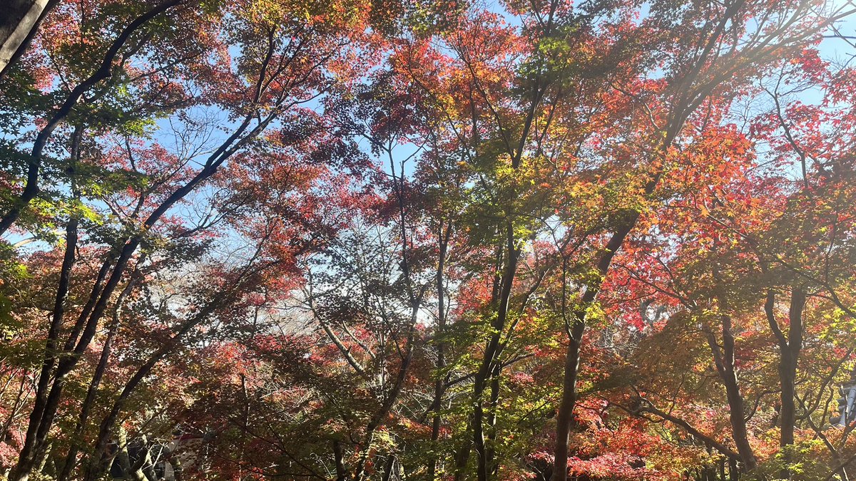 satsuki_otutuki's tweet image. たまには、縦じゃなく
横の写真📸
今年のもみじは、染まり具合が
見極め難しい💦

📍勝持寺  花の寺 KYOTO

紅葉🍁狩り〜。