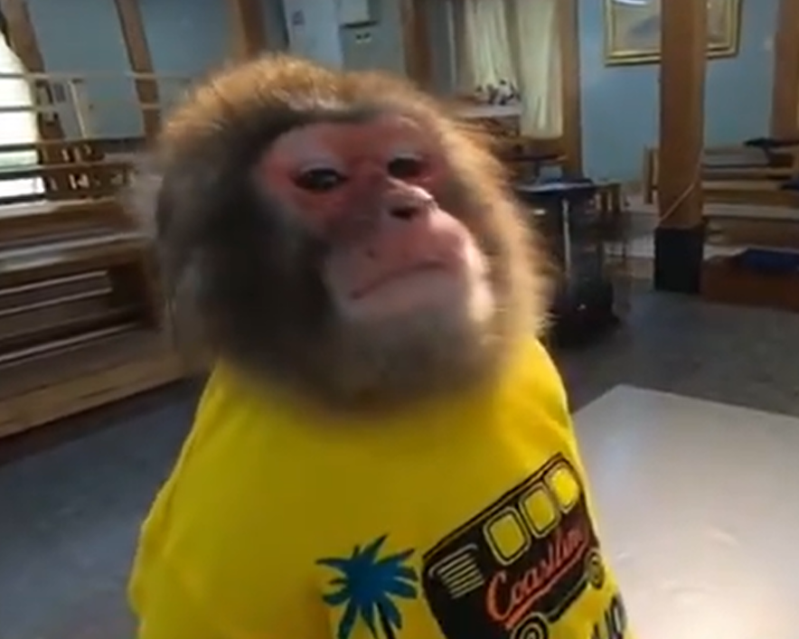 Ponchan ⨀ tweet media