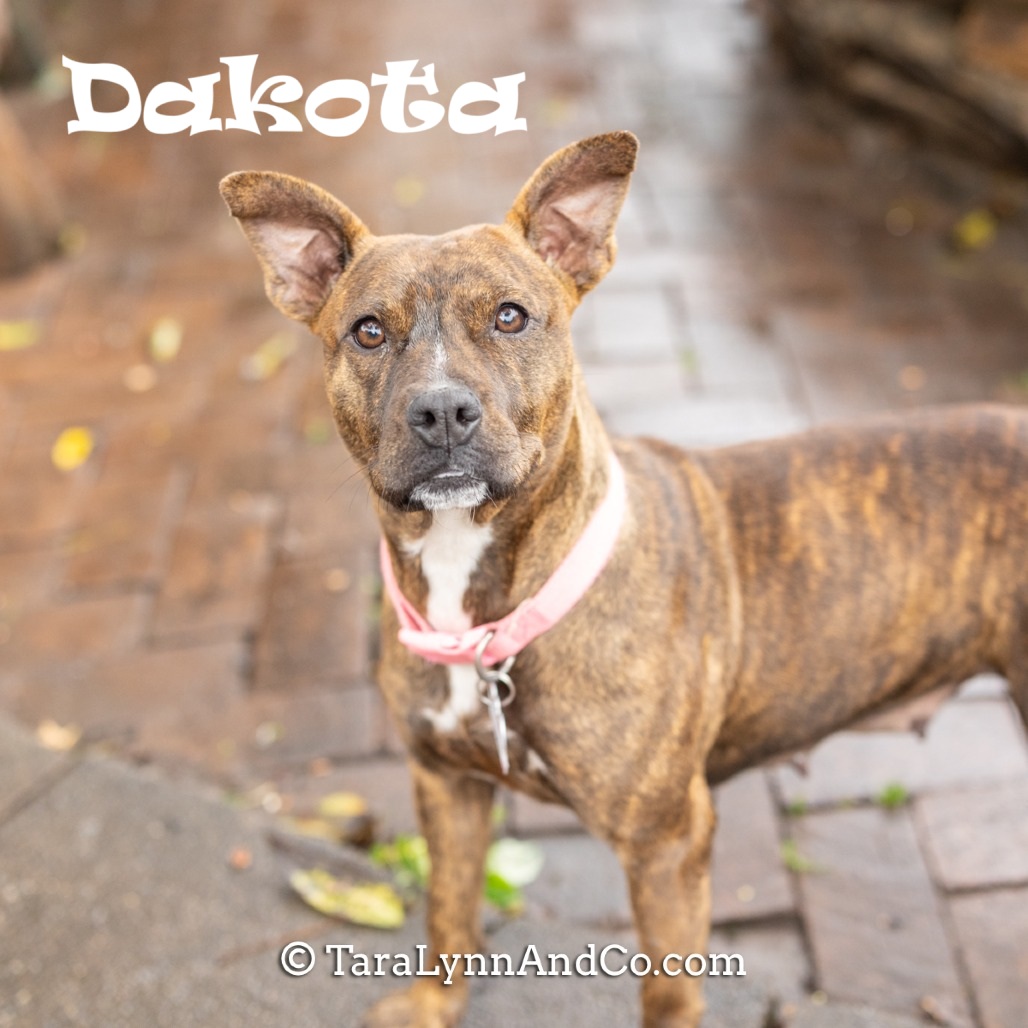 Meet Dakota!! Her unique look—adorable ears and constant wiggle—adds to her appeal, and it's hard not to fall in love with her!  Come meet her with an adoption request!
Learn more about Dakota: loom.ly/GWgFz2Q
#sgadoptme #savinggracenc #dogsofnc #rescueismyfavoritebreed