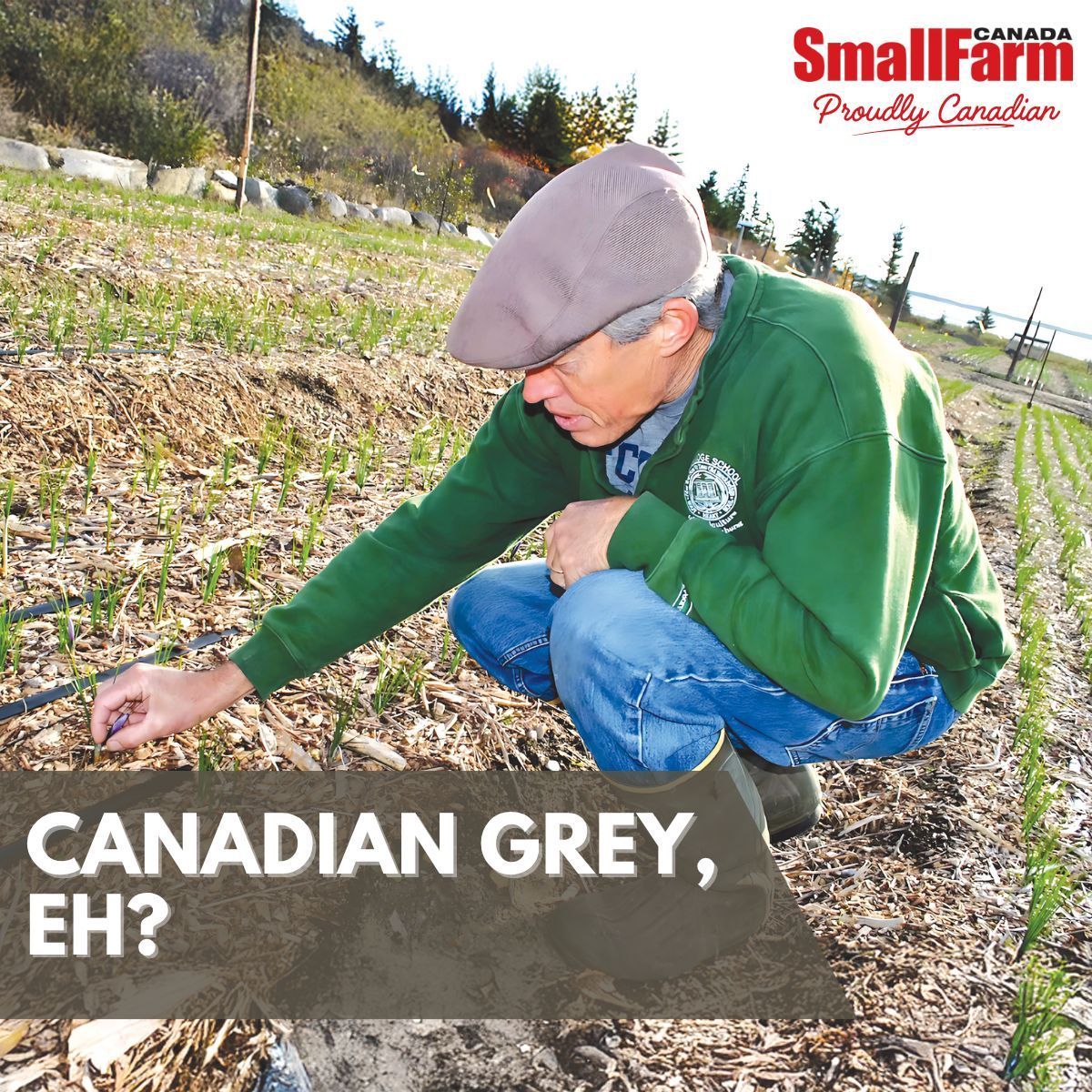 Canadian grey, eh?

In the November/December issue of Small Farm Canada, we talk all about how a New Hampshire couple successfully built Coastal Grove Farms in Nova Scotia by pioneering greenhouse-grown tea and complementary saffron and vegetable production.

If you were starting
