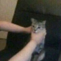 Pili Dtowncat tweet media