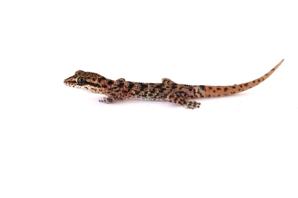 fpayala2000's tweet image. 🔍 Paper: “Phylogeny, phylogeography, and conservation of a rediscovered gecko from the Galápagos Islands” – PLOS ONE.
#Galápagos #Herpetología #Conservación #Geckos #Biodiversidad #CienciaEcuador #Evolución #Phyllodactylus #Investigación #PLOSEnEspanol #CienciaLatam