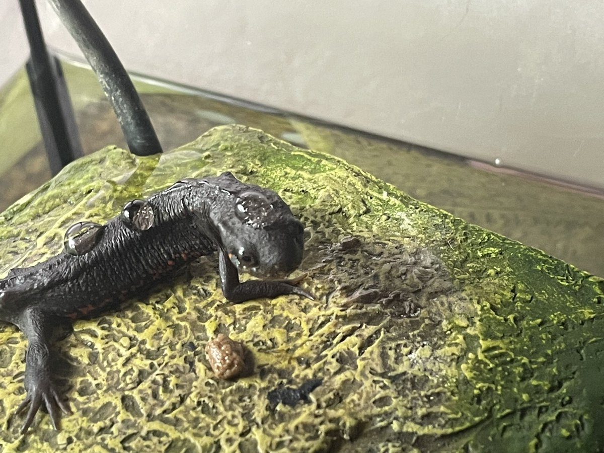 Mod_wasabi's tweet image. イモリの頭に水滴を載せるなどのイタズラをしました。