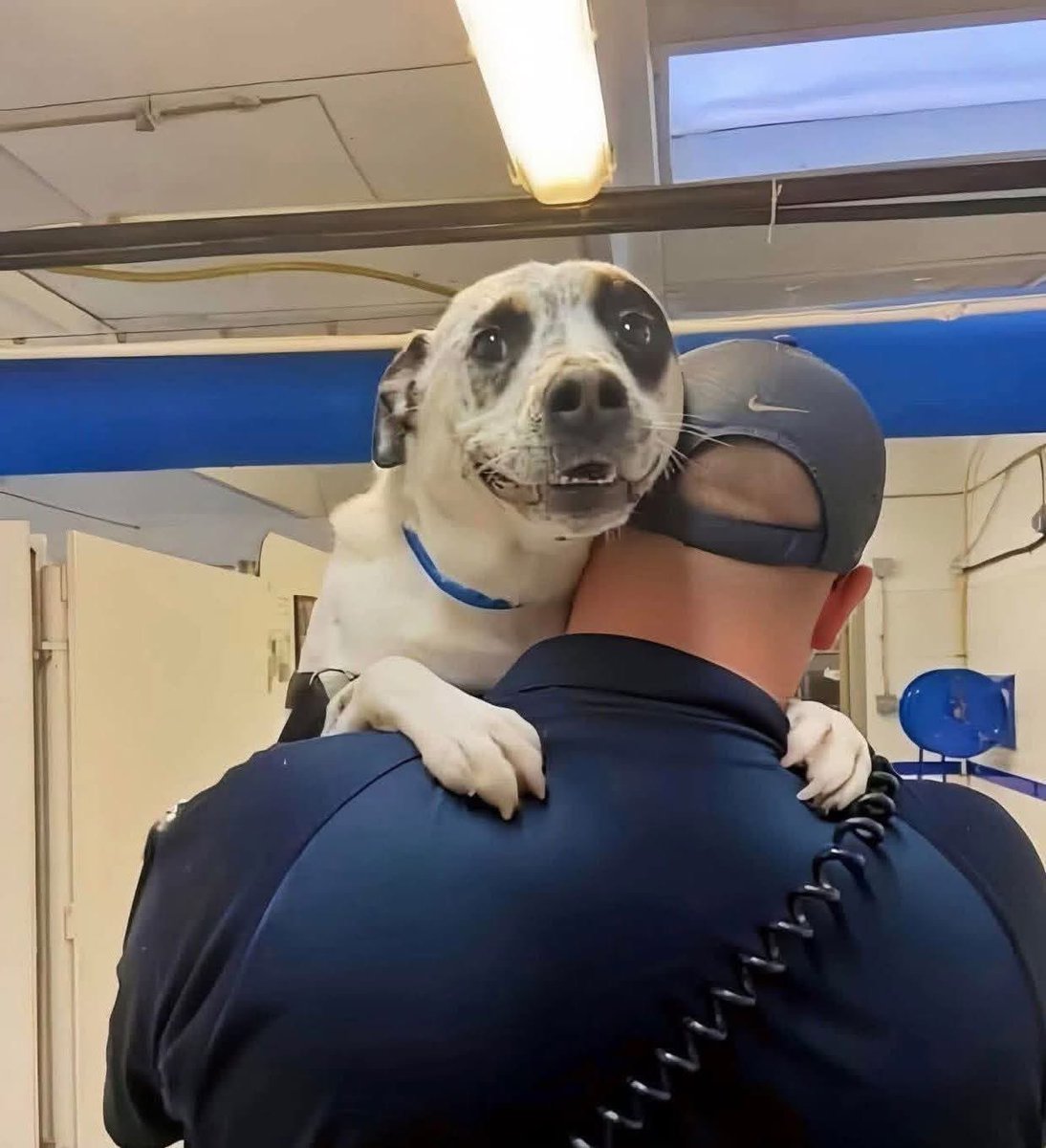 After 450 days in the shelter, Neo finally got the ending and beginning he deserved. ❤️

Rescued from an abusive home, Neo spent over a year being overlooked. He was scared, shut down, and carried scars no one could see. But the shelter team never gave up on him.

Then one day, a