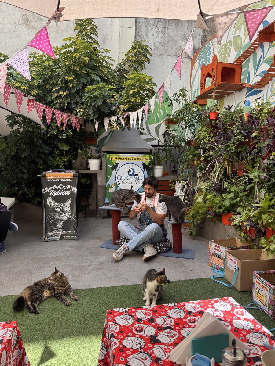 wattersanyi's tweet image. mi hermano donó sin querer $100.000 a un refugio de gatos y hoy oficialmente se consagró michi-tío