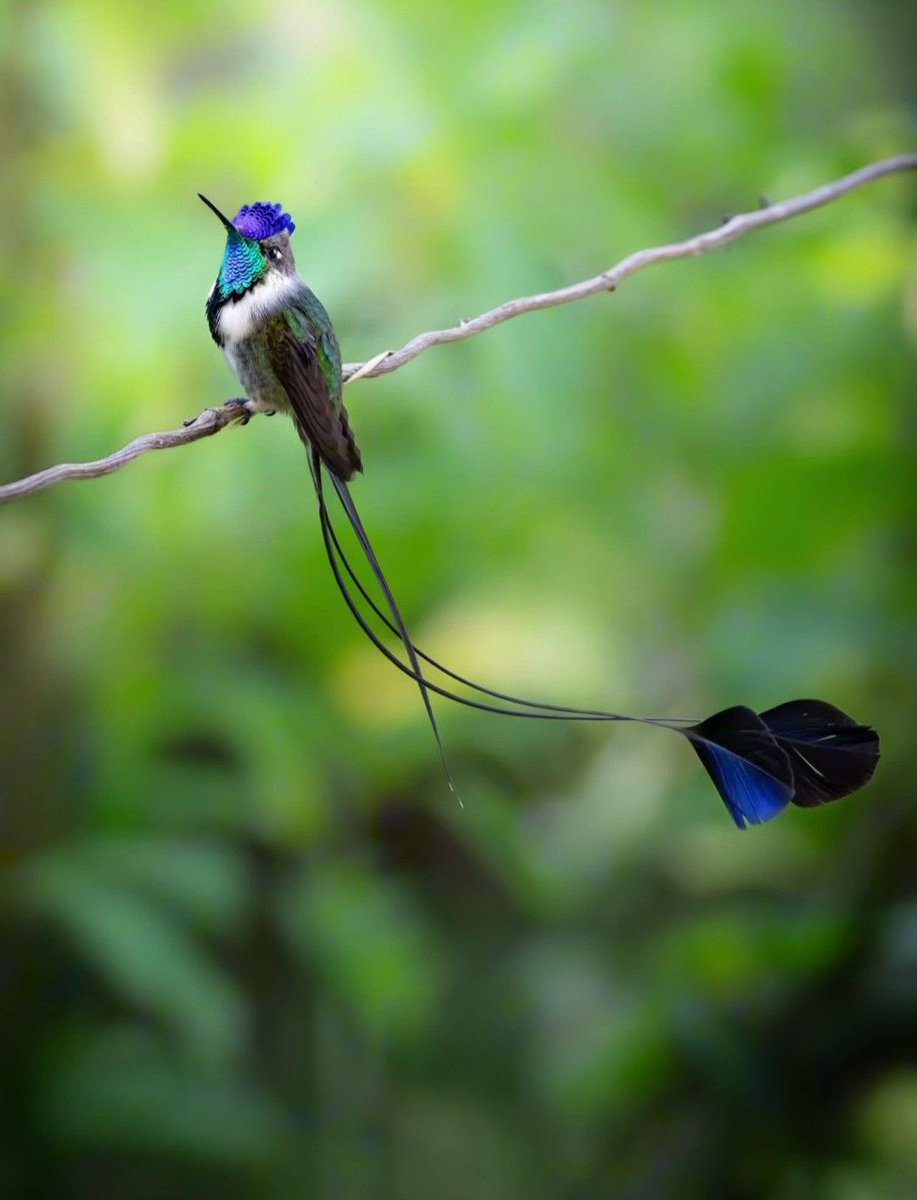 viralbirds1's tweet image. 