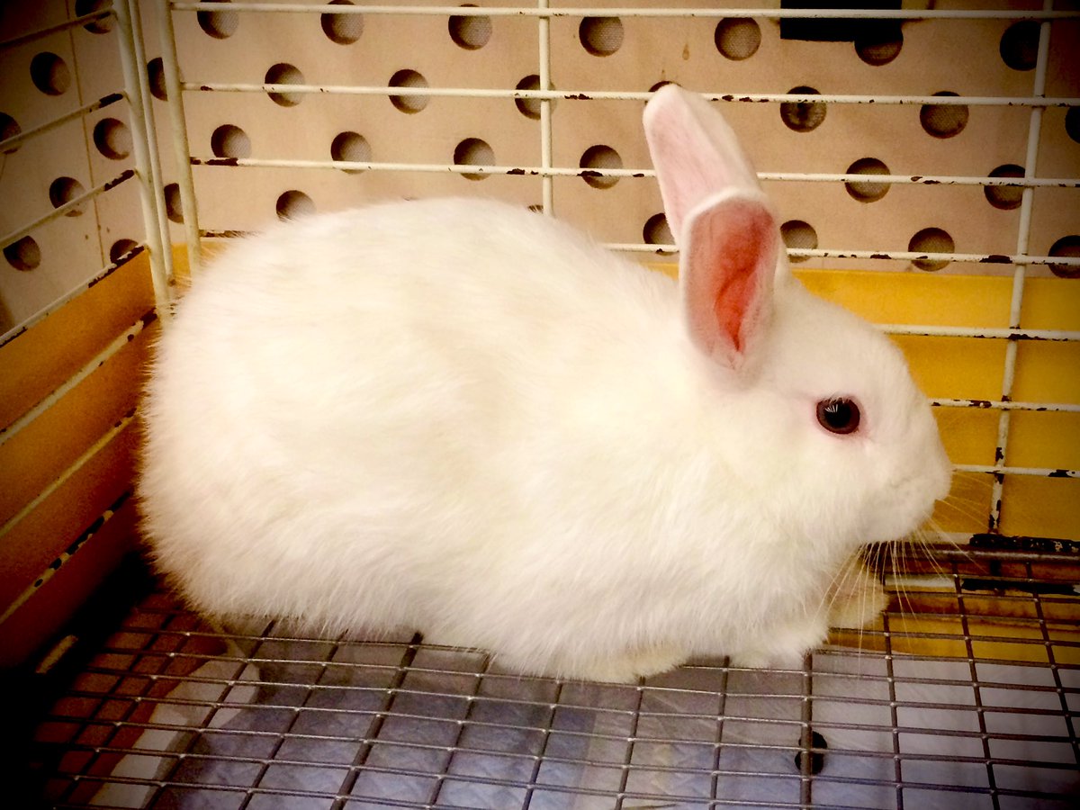 『レミング』お陰様でいよいよ明日千穐楽
前回は出演したけど、今回は毎日留守番のもじぇきち君！

ラスト1回
航空バッグを持って
汽車に乗って
此処ではない何処かへ

観届けてください、
イウチさん
タリさん
ハカセ
ワカさん
ナツメさん
…