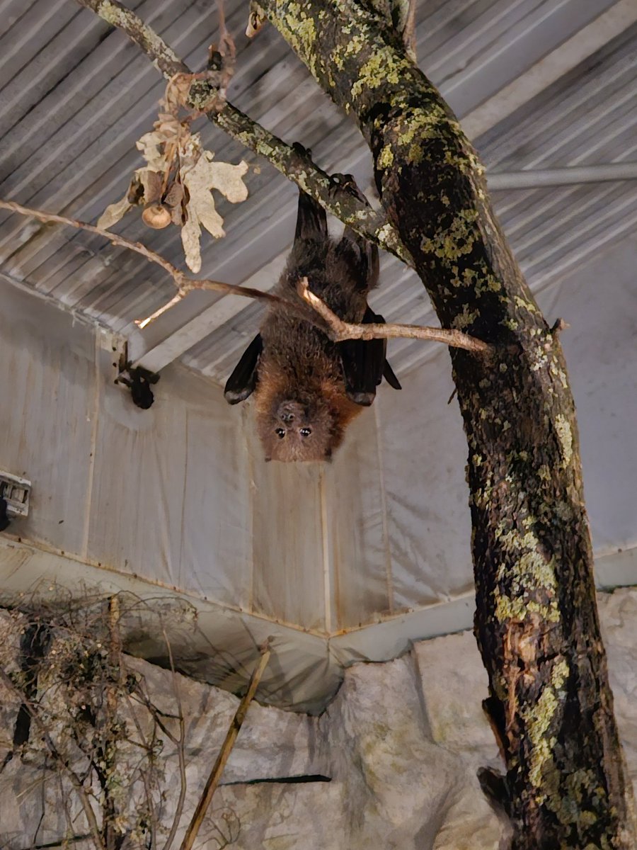 I fell in love with this adorable bat ❤️