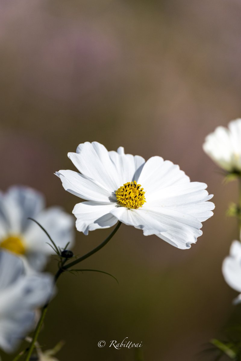 めぐページ Sd.Kfz. 251/1 Ausf. D mit 7,5 cm PaK 40 Dragon 6664
