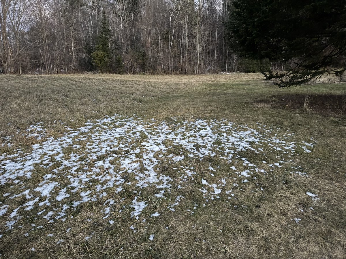 OldHollowTree's tweet image. A “Wish you were here” postcard but it’s just that part of the yard that never really thaws until August because of the big old pine tree Amos planted in 1984.