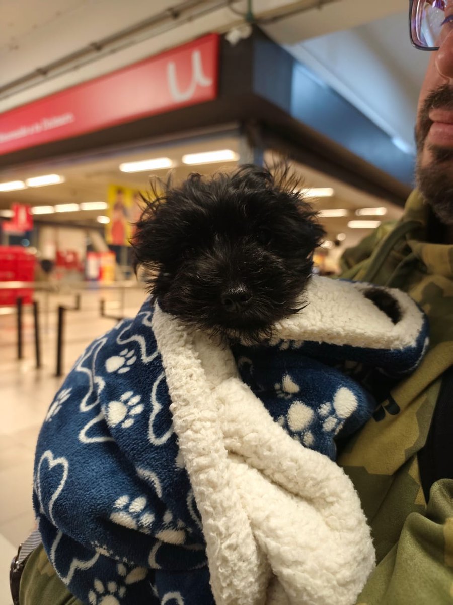 Mi Goldo Loki Hermoso 😍😘❤️