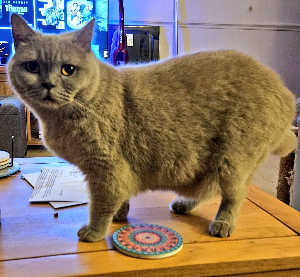 LilyRusty1's tweet image. ♥️🐈‍⬛️💜 Goodnight to all my fur friends sweet dreams 💤 love from Lily 💜🐈‍⬛️♥️

#CatsOfTwitter #CatsOnTwitter #Cat #cats