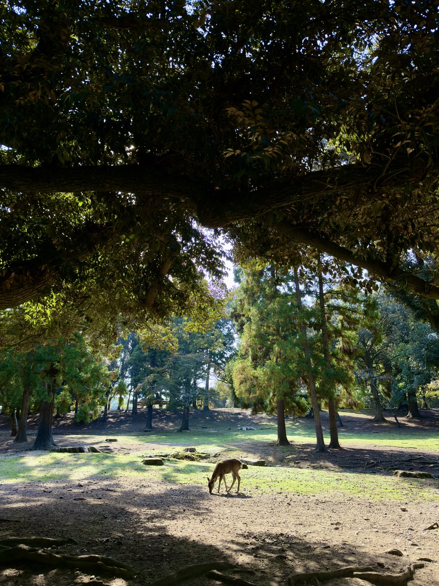 KobiVB's tweet image. 🇯🇵