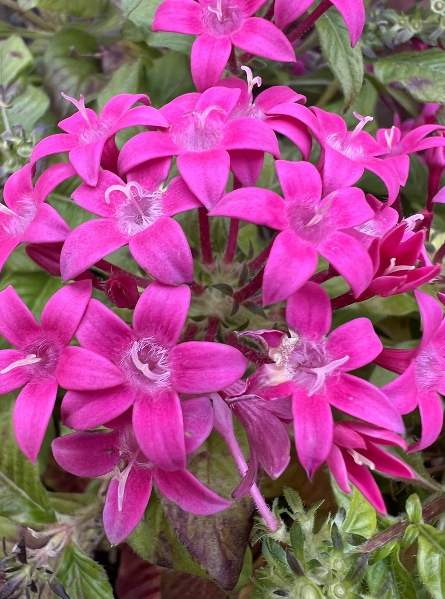 ♡ペンタス♡ ペンタス