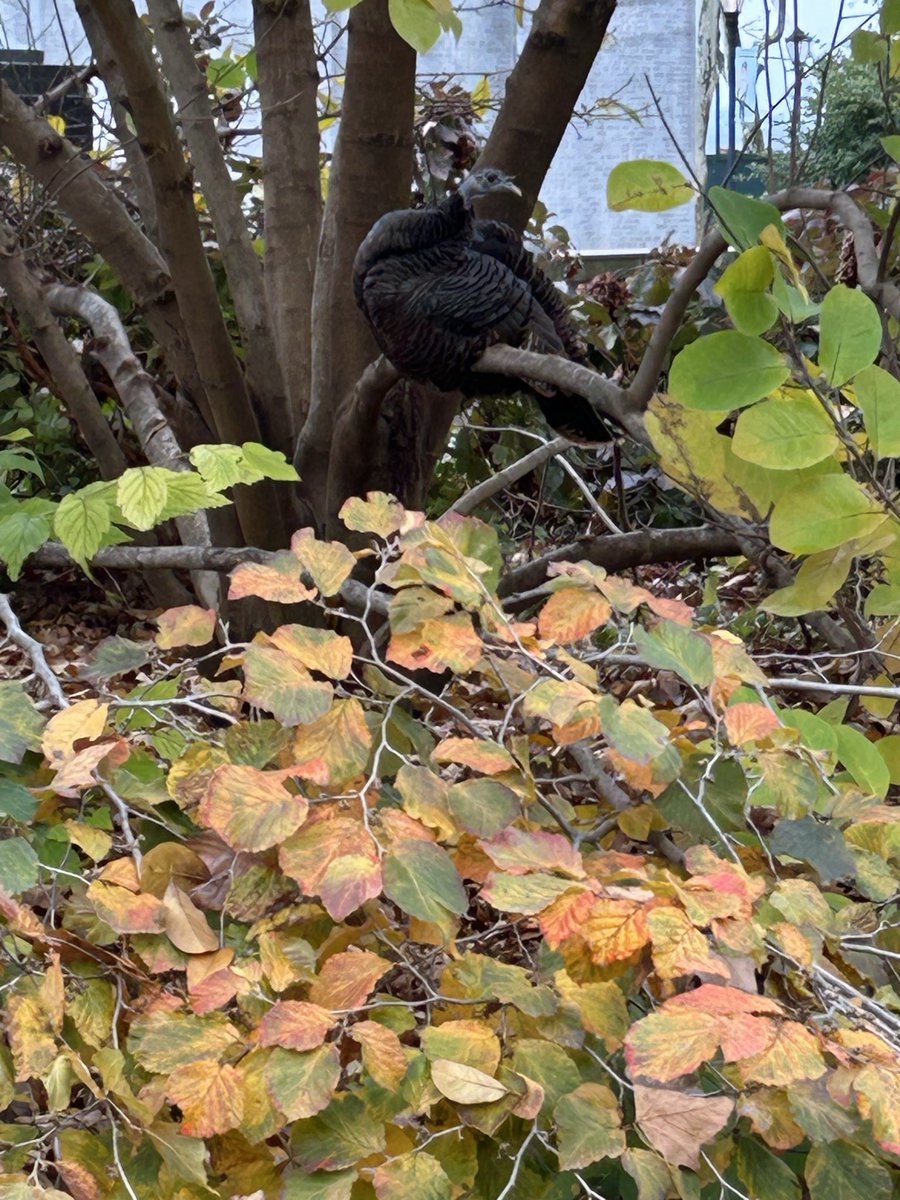 Salley Robinson tweet media