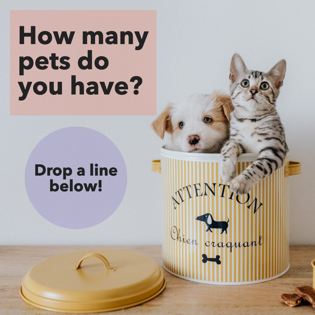 NiecieDraper's tweet image. There&apos;s nothing more beautiful than sharing your home with the company of pets. 🐶 🐱 🐾

#PetsRule #PetsAtHome #DogLover #CatLovers #PetLover