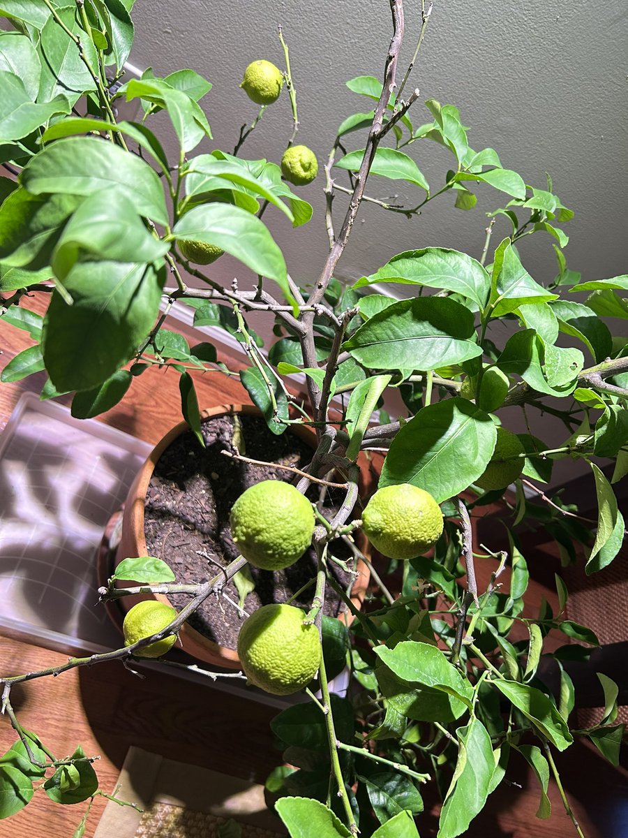 DenisGobo's tweet image. Lemons should be ready to eat in about 4 weeks #lemon #lemontree #fruit #gardening