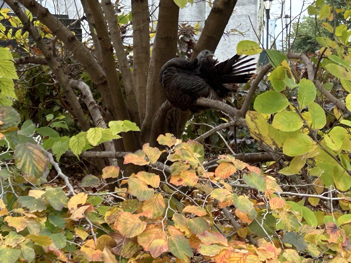 Salley Robinson tweet media