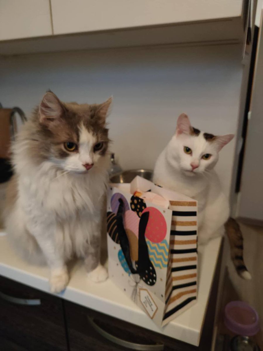 _evil_friend_'s tweet photo. @mcflurry_slut I actually have no idea, they're both from a shelter and I love them so much https://t.co/a9ydF1IAPf