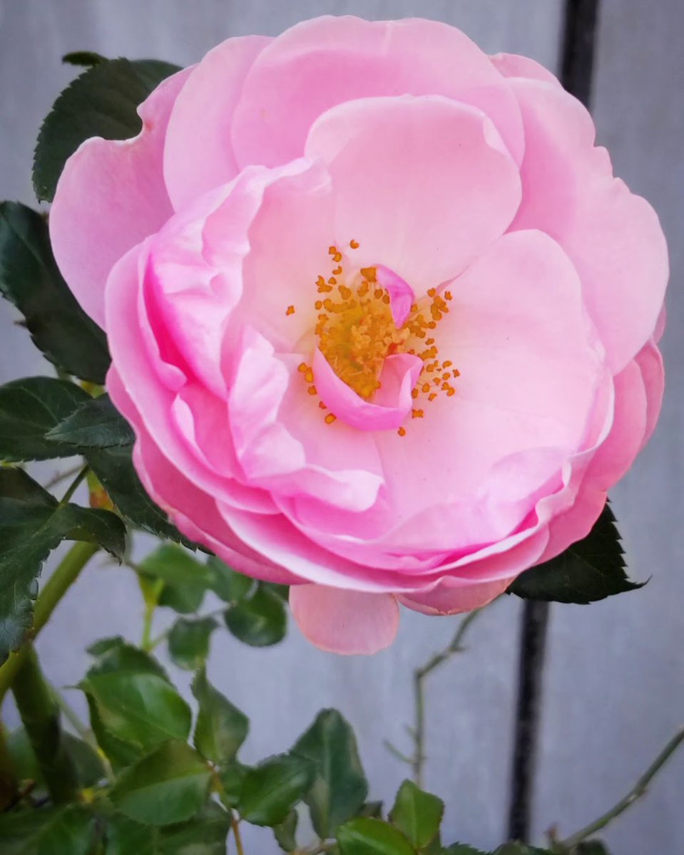 おはよ🩷日曜日~楽しんでﾈ♡いい兄さんの日､勤労感謝の日!子供時代~自分で思い返しても弟にとって全くいいお兄さんではなかった💦マジ謝りたい…本谷由紀子の腑抜けども~の澄迦クラスwいつか償いたい💧で､早苗信者って中国が~言ってるわりにマインド独裁政権目指してﾈ?早苗の能力俯瞰して見れてる?