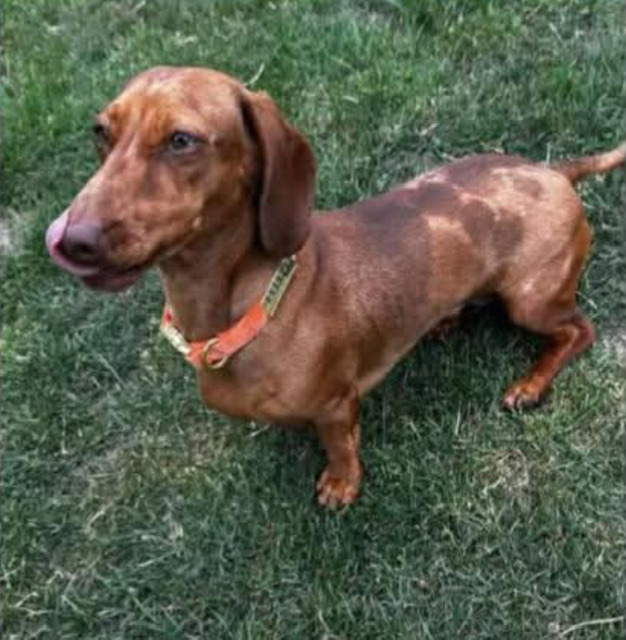 millypod1's tweet photo. 🆘21 NOV 2025 #Lost TILLY VERY NERVOUS
Dachshund: Miniature Female #ScanMe
Last seen Cheapside #NewWaltham near the Garden Centre #DN37
County #Grimsby North East Lincolnshire
IF SIGHTED PLEASE DO NOT SHOUT, CHASE OR TRY TO GRAB ☎️07850 581494. https://t.co/GEyBM4AbGU https://t.co/bPGInXck2L