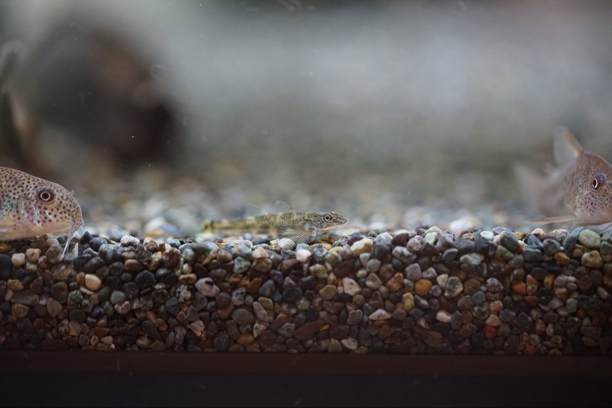 GreenNote777's tweet image. 熱帯魚各種入荷しております！
今週はブラジル便と台湾便で面白いお魚がたくさん入荷しております！
是非、新着情報をご覧くださいませ。
green-note.info/category/newar…