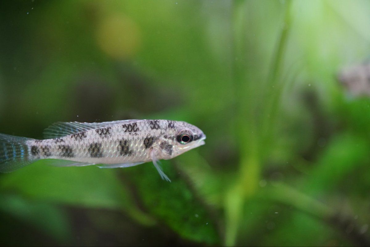 GreenNote777's tweet image. 熱帯魚各種入荷しております！
今週はブラジル便と台湾便で面白いお魚がたくさん入荷しております！
是非、新着情報をご覧くださいませ。
green-note.info/category/newar…