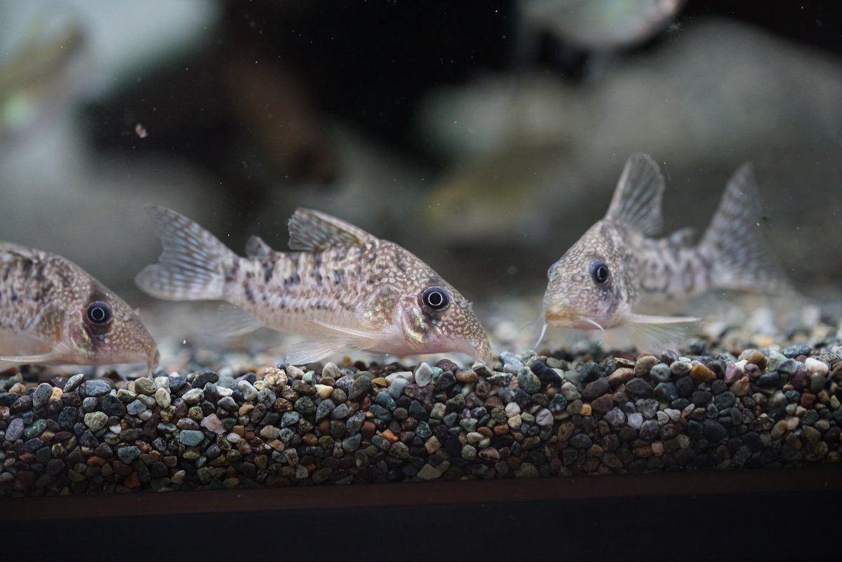 GreenNote777's tweet image. 熱帯魚各種入荷しております！
今週はブラジル便と台湾便で面白いお魚がたくさん入荷しております！
是非、新着情報をご覧くださいませ。
green-note.info/category/newar…