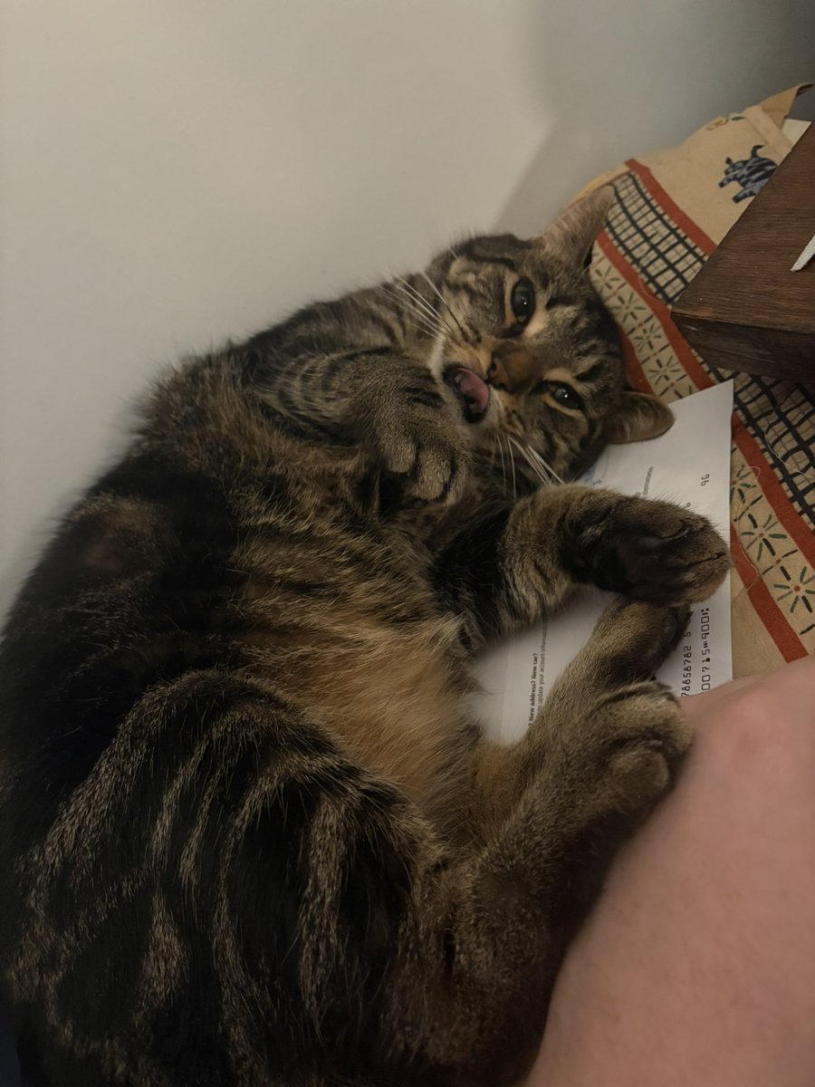 coolcatcai's tweet photo. @mcflurry_slut omg i’ve literally googled like every colour of tabby and none of them look quite like him please tell me https://t.co/O36OUJL9Iy
