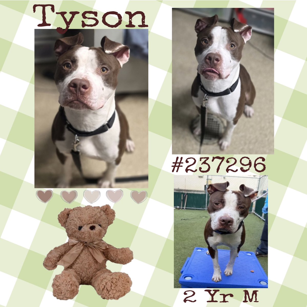 Quinnqueens's tweet photo. #SaveTyson #237296 #MACC #Foster #Pledge4Rescue
Please help save this precious boy from death!! He just wants love, is that a crime? 🐾🐾🙏🏻🆘
Info below ⬇️ https://t.co/g8hf9hMts9