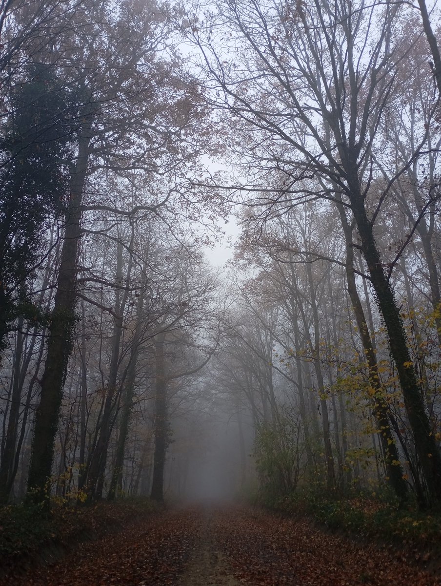 DLabreure's tweet image. En plein brouillard ... Bois de Verrières ( novembre 2025)