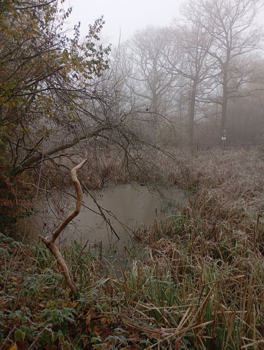 DLabreure's tweet image. En plein brouillard ... Bois de Verrières ( novembre 2025)