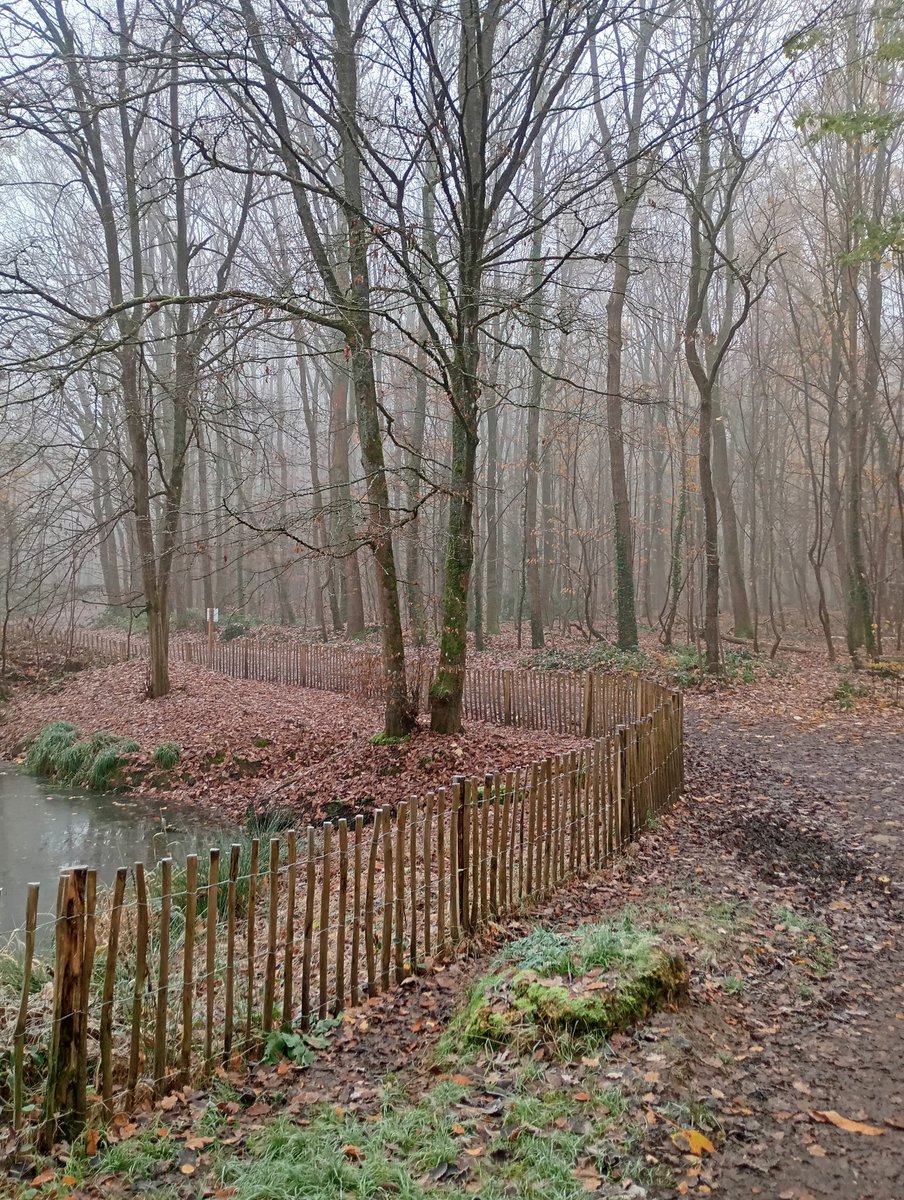 DLabreure's tweet image. En plein brouillard ... Bois de Verrières ( novembre 2025)