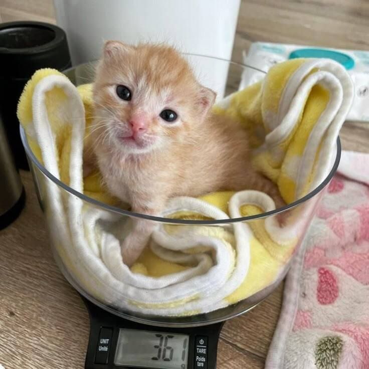 Why you should have a cat tweet media