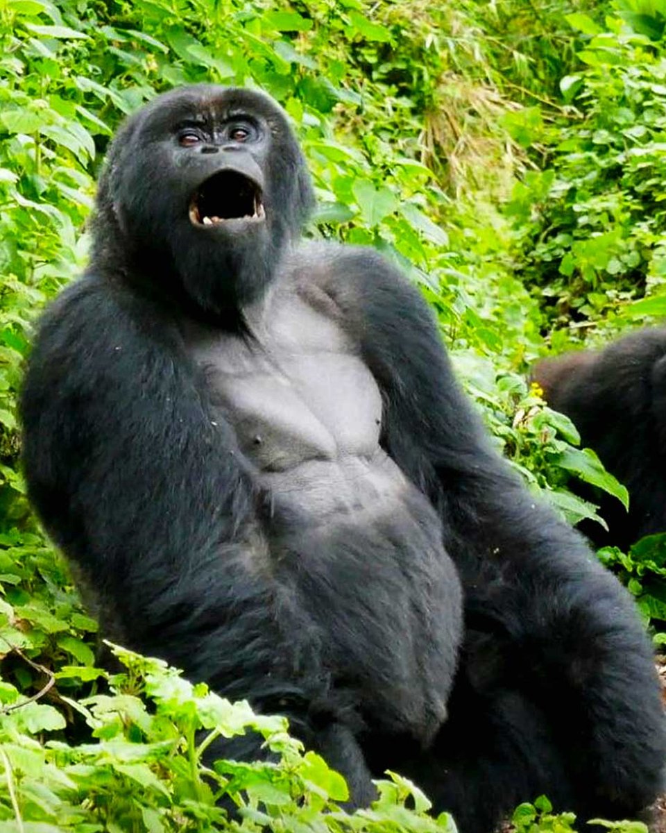 Join a captivating 9 Days Mount Kilimanjaro Safari combined with Uganda gorilla trekking. 

𝗚𝗘𝗧 𝗔 𝗤𝗨𝗢𝗧𝗘 𝗙𝗥𝗢𝗠 𝗗𝗔𝗩 𝗦𝗔𝗙𝗔𝗥𝗜𝗦! 💐
📞 +256-757795781
🌐 davsafaris.com/tours/9-days-m…

#MountKilimanjaroSafari #UgandaGorillaTrekking #EastAfricaAdventure #DavSafaris
