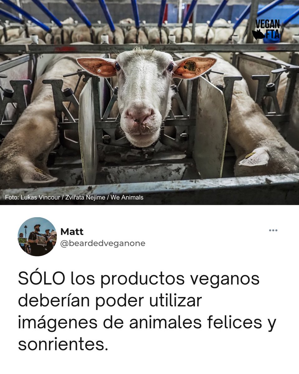 VeganFTAEspanol's tweet photo. Si no es vegan, los animales no son felices 👎

👉 Ayuda gratuita para hacerte vegan: https://t.co/qKM4aWECmy

#comunidadvegana #animalesfelices #animaleslibres #respetoanimal #veganshare https://t.co/s8uZPF9XM8
