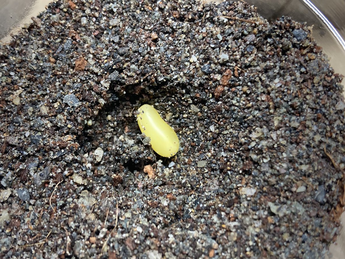 マイマイカブリ Carabus(Damaster) blaptoides blaptoides 福江島産